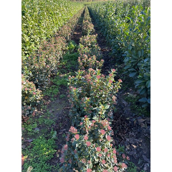 Viburnum tinus - met kluit 50+