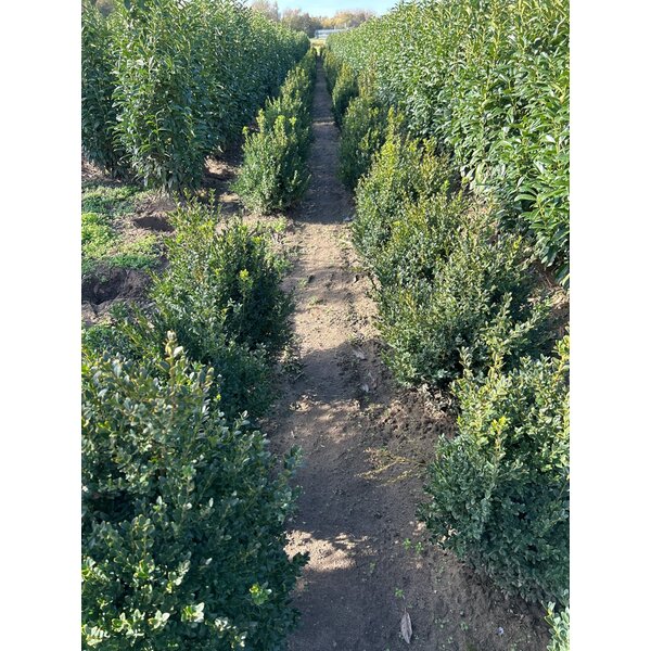 Buxus sempervirens - met kluit 50+
