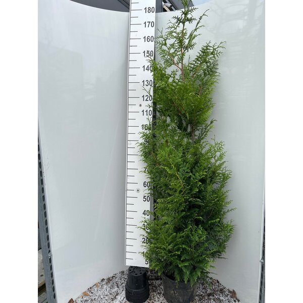 Thuja pl. 'Excelsa' - 10L 175+