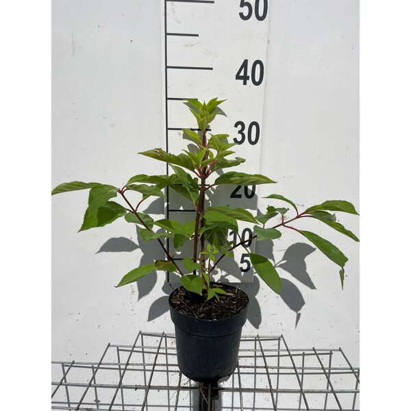 Hydrangea pan. 'Phantom' - 1,3L