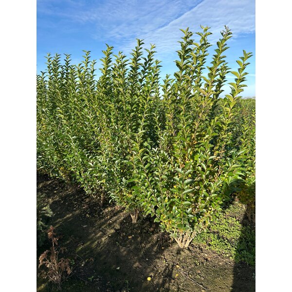 Ligustrum ovalifolium - met kluit 150+