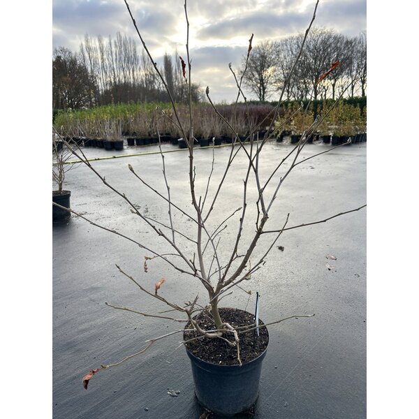 Magnolia stellata - 7,5L 80+