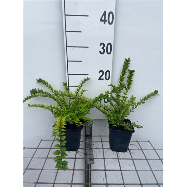 Lonicera nit. 'Maigrün' - P9