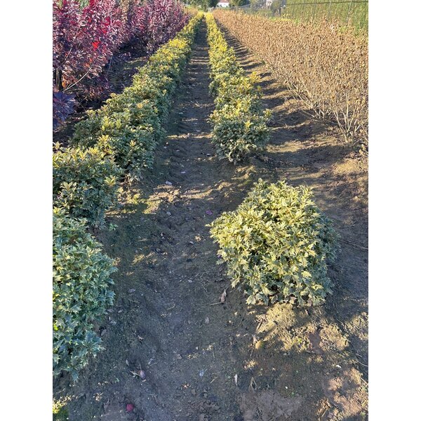 Osmanthus heter. 'Goshiki' - met kluit 50+