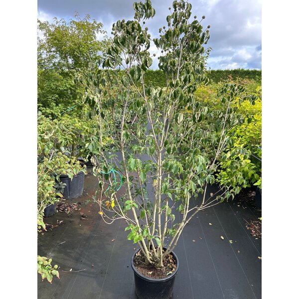 Cornus k. 'Milky Way' - 20L 175+