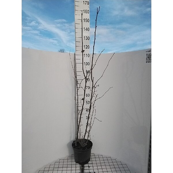 Corylus avellana - 7,5L 125+