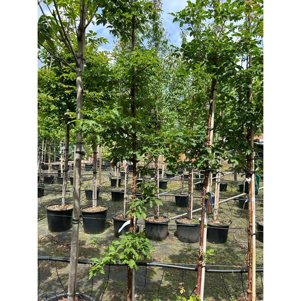 Acer griseum - 35L 6-8 HO
