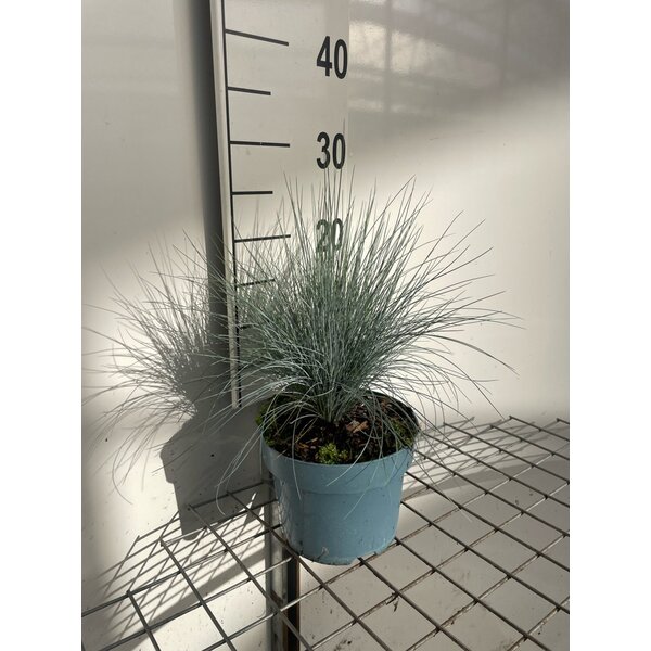 Festuca glauca 'Elijah Blue' - 2,0L
