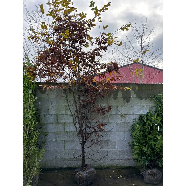 Carpinus betulus - met kluit 350+