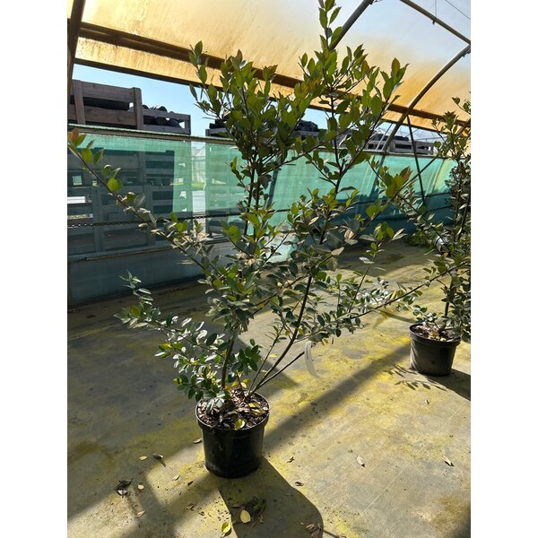 Ilex meserveae Heckenblau - 7,5L 100+