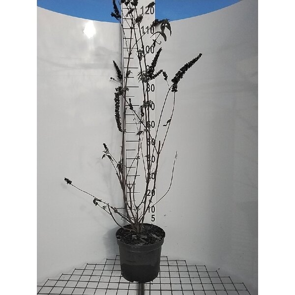 Buddleja d. 'Empire Blue' - 7,5L 80+