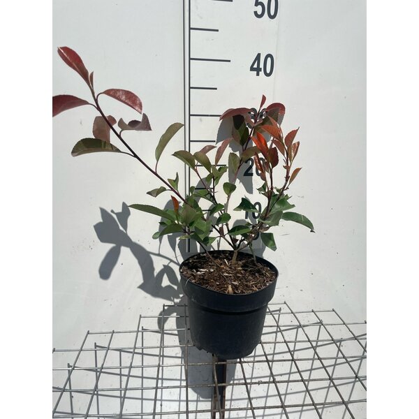 Photinia fraseri 'Red Robin' - 3,0L