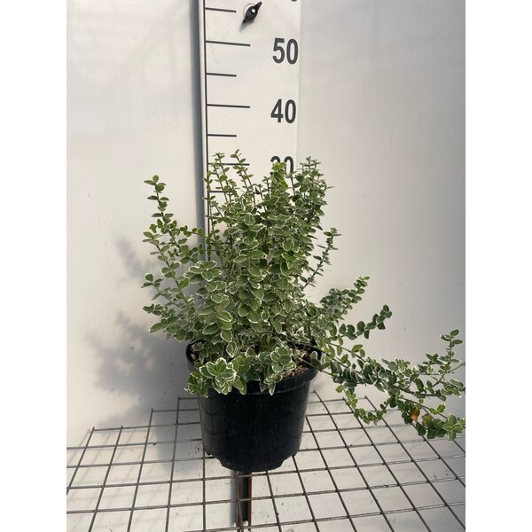 Euonymus fort. 'Emerald Gaiety' - 5,0L