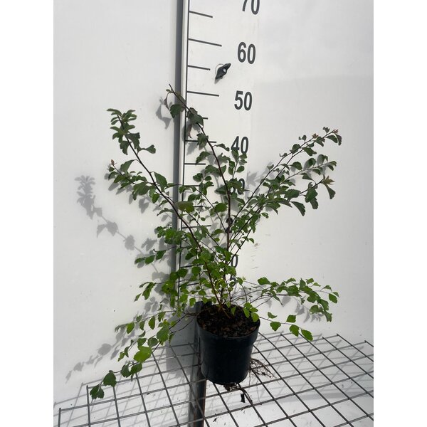 Spiraea vanhouttei - 1,3L
