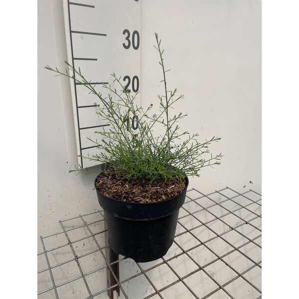 Genista lydia - 3,0L