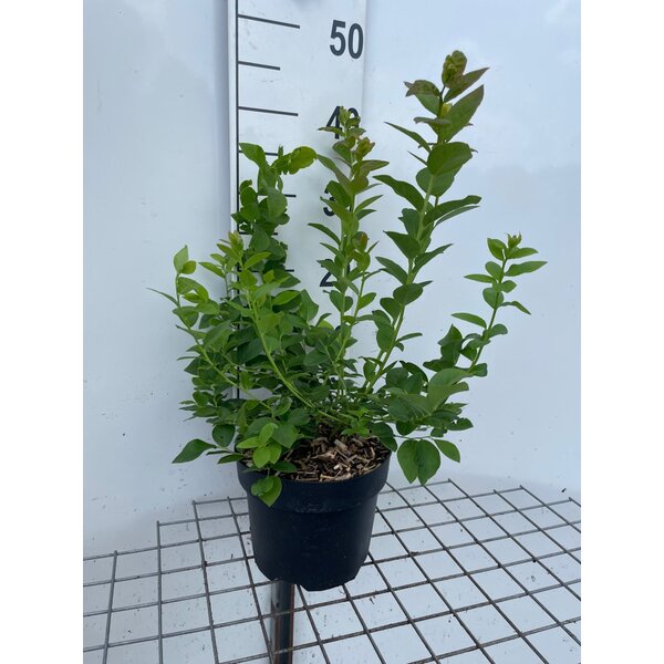Vaccinium cor. 'Bluecrop' - 3,0L