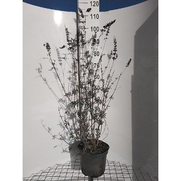 Buddleja d. 'Nanho White' - 7,5L 80+