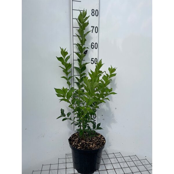 Euonymus europaeus - 5,0L