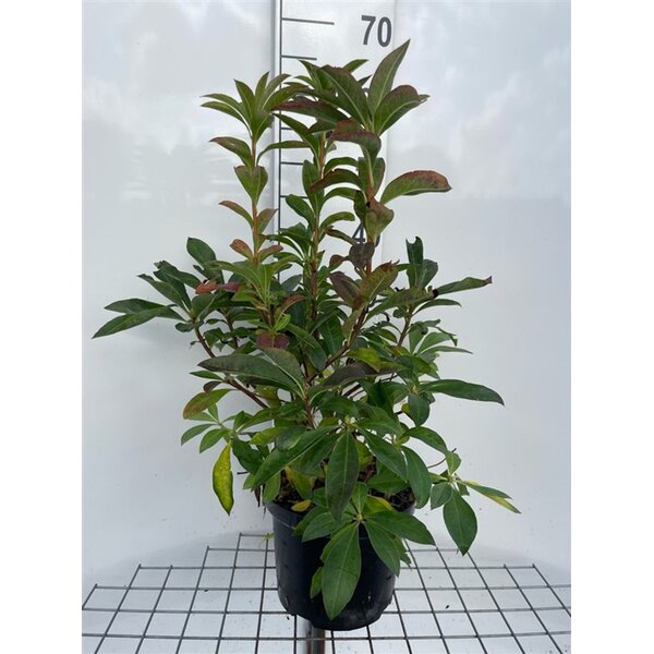 Rhododendron (bladverlizend) 'Whitethroat' Wit - 5,0L 60+