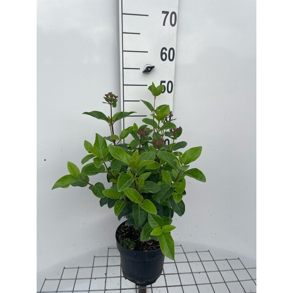 Viburnum tinus Lisarose - 3,0L 40+
