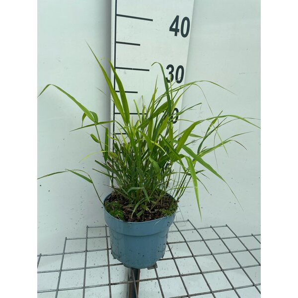 Hakonechloa macra - 2,0L