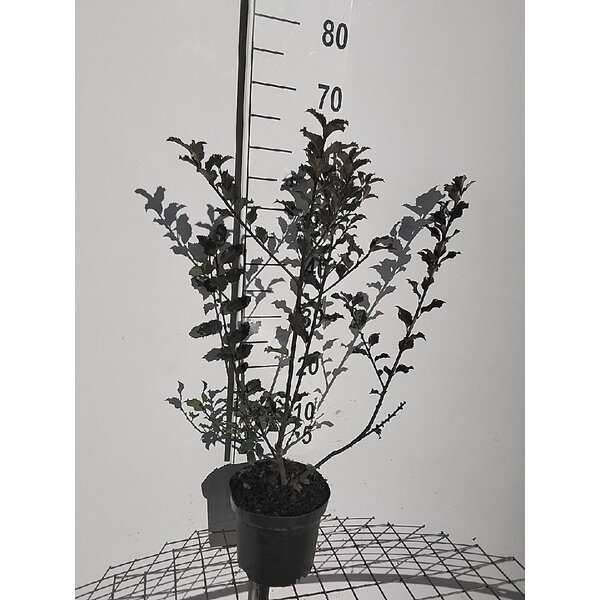 Ilex meserv. 'Blue Princess' - 3,0L 50+