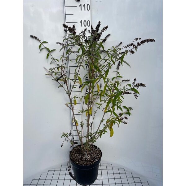 Buddleja d. 'Royal Red' - 7,5L 80+