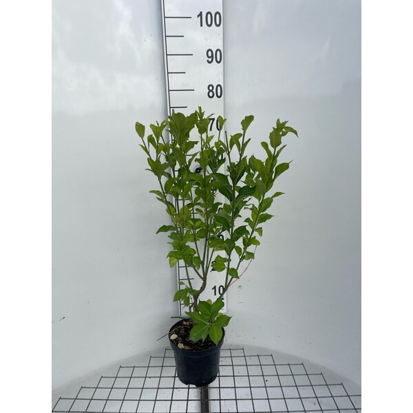 Euonymus europaeus - 3,0L 60+
