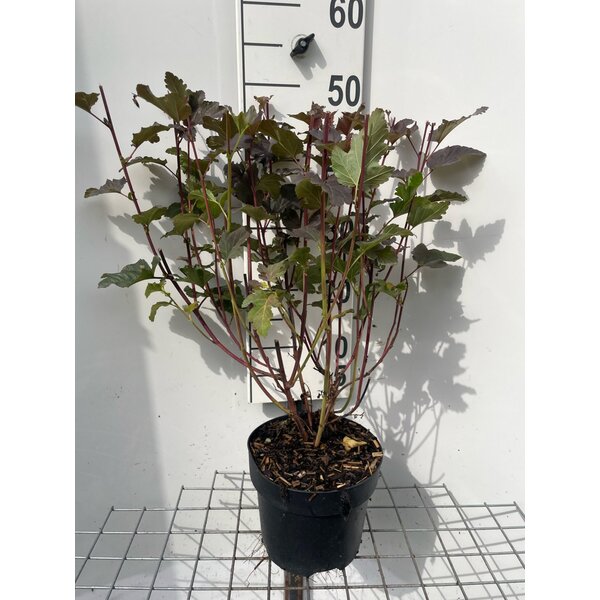 Physocarpus opulif. 'Diabolo' - 3,0L
