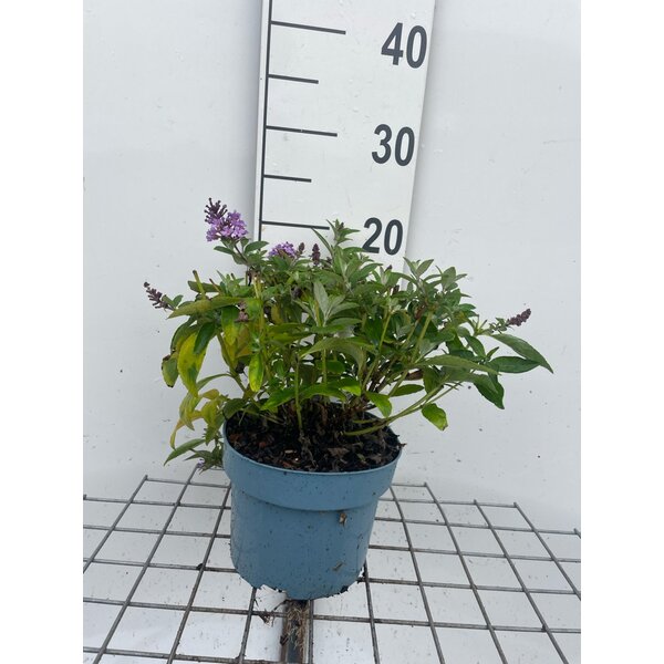 Buddleja d. Butt. Candy Lila Sweetheart - 2,0L