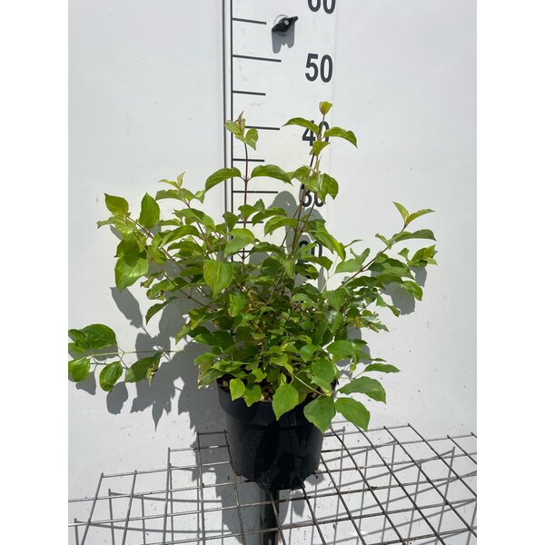 Cornus sang. 'Midwinter Fire' - 3,0L