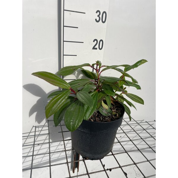 Viburnum davidii - 3,0L