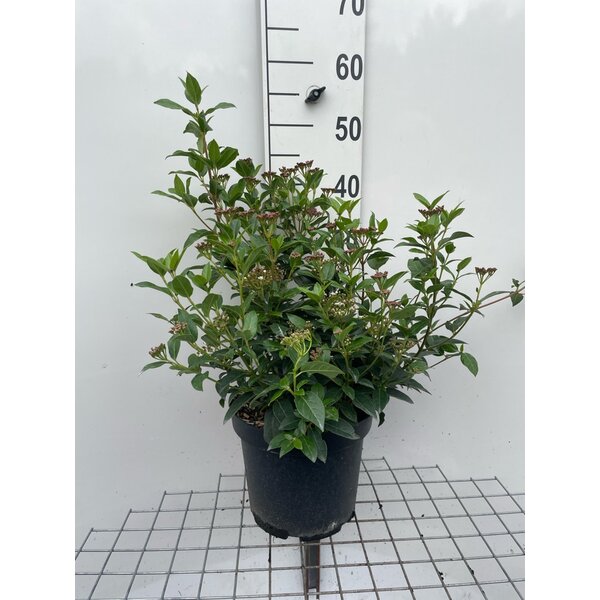 Viburnum tinus - 7,5L 40+