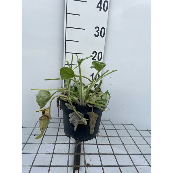 Phlomis russeliana - 3,0L