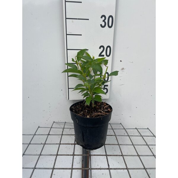 Forsythia int. 'Lynwood' - 1,3L