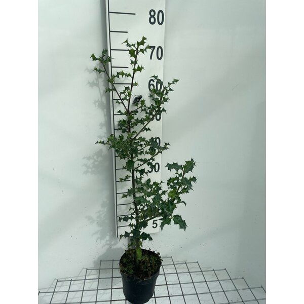 Ilex aquifolium - 1,3L 60+