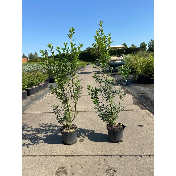 Ilex meserv. Heckenfee - 3,0L 60+