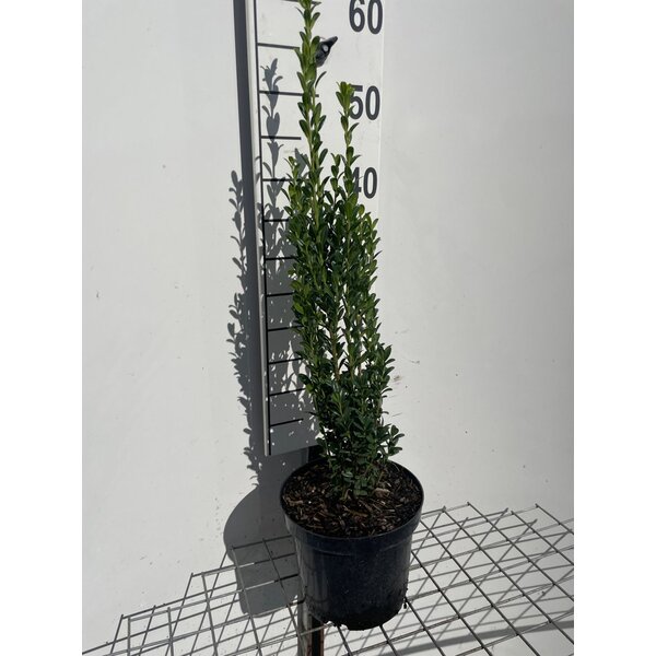 Ilex crenata 'Fastigiata' - 3,0L 50+