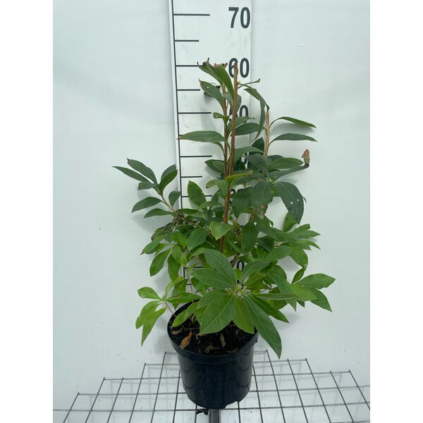 Rhododendron (bladverlizend) 'Whitethroat' Wit - 5,0L