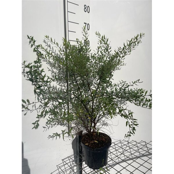 Spiraea cinerea 'Grefsheim' - 3,0L 60+