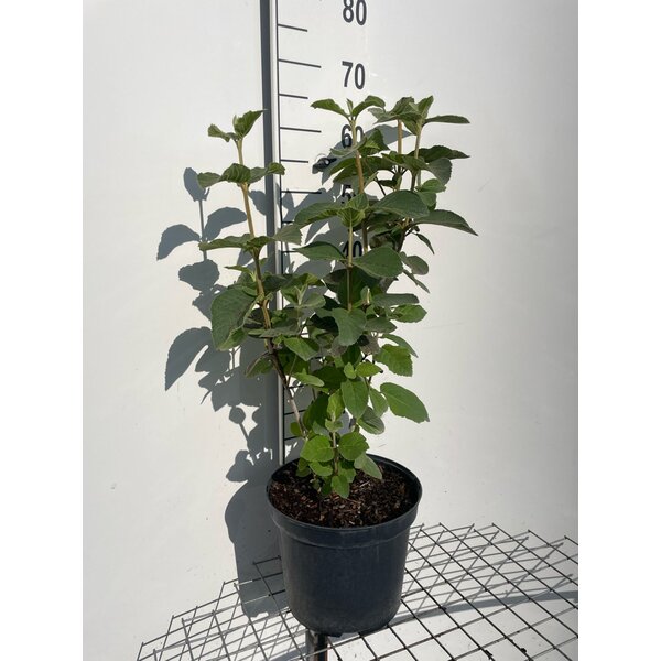 Viburnum lantana - 7,5L 60+