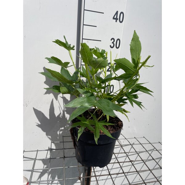 Liquidambar s. 'Worplesdon' - 3,0L