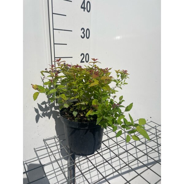 Spiraea jap. 'Firelight' - 3,0L