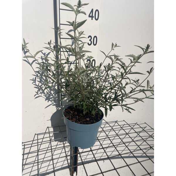 Buddleja d. nanhoensis - 2,0L