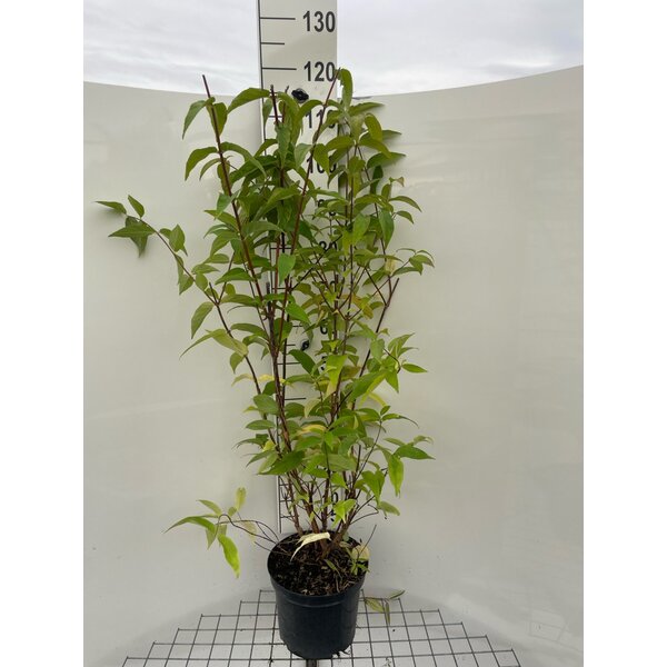 Deutzia magnifica - 7,5L 100+