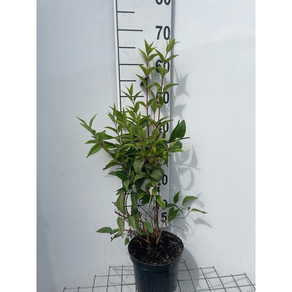 Deutzia lemoinei - 3,0L