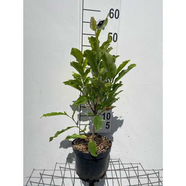Magnolia 'Susan' - 3,0L 40+