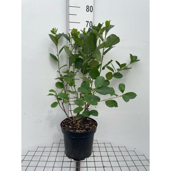Aronia prunifolia 'Viking' - 7,5L