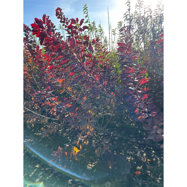 Cotinus cog. 'Royal Purple' - met kluit 100+
