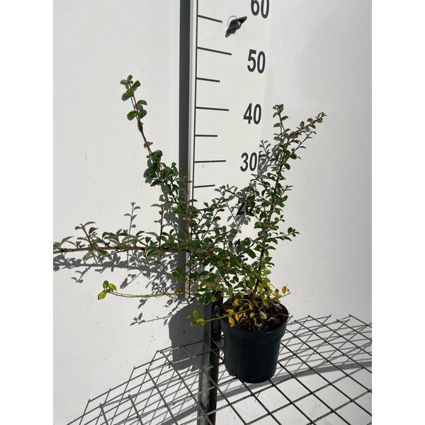 Cotoneaster suec. 'Coral Beauty' - 1,3L